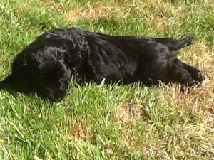 Puppy on stretching on lawn
