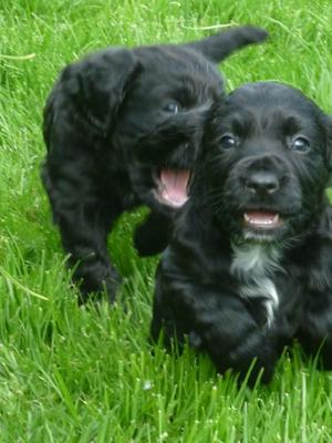 2 happy pups playing on lawn