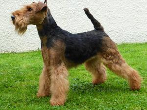 Champion Renevis Good as Gold