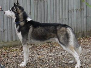 Icebex The Fugitive (Charger, bred by us)