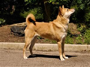 Xena - pictured age 3