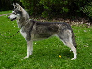 Tango age 7.5 years