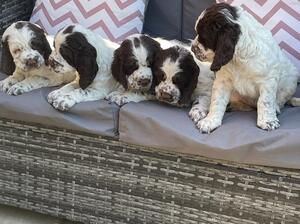 aged 6 weeks