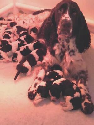 Mum and pups