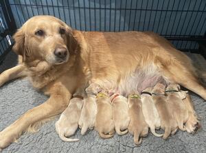 Current Litter