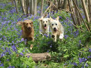 Winnie, Nala and Mya in the bluebells