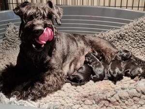 Mum with Pups