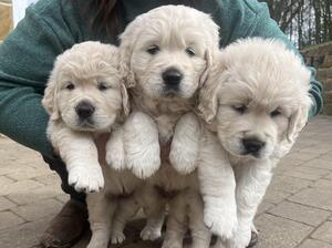 Pups 5 week old