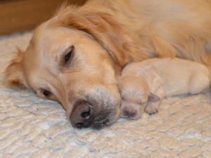 Maisie with pup