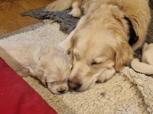 Lucy snuggling her pup