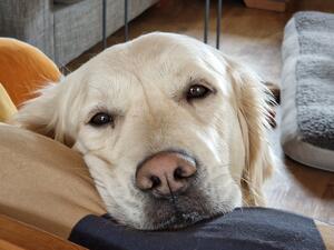 Lucy on her favourite sofa