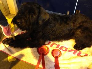 wining her first show at 8 months..