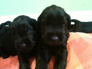 previous litter