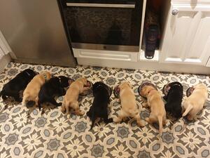 Litter Born 14/11/2021