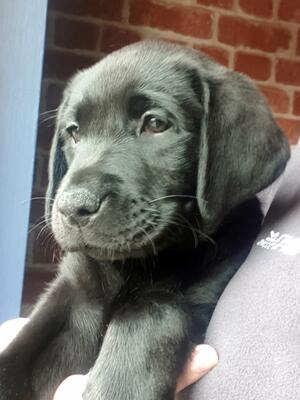 7 weeks old black girl