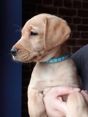 7 weeks old yellow boy