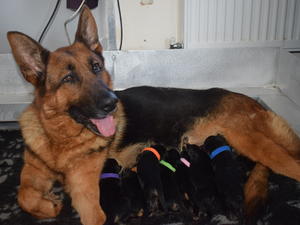mum and her puppies day 1
