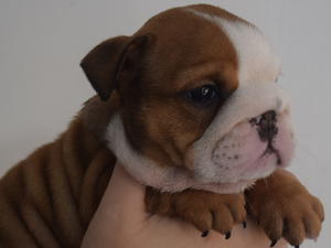 female puppy available 6 weeks old