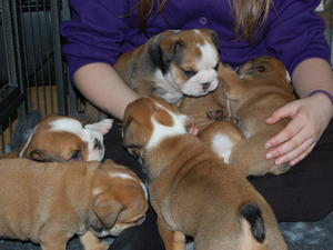 puppies playing with my daughter