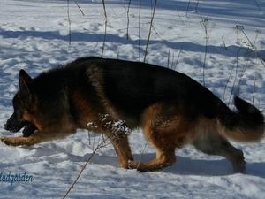 Milo having fun in the snow in Norway