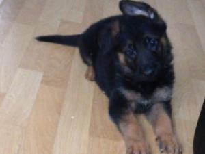 boy puppy left 7 weeks