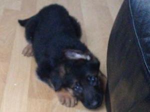 boy puppy left 7 weeks