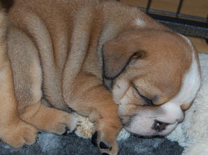 female puppy 4 weeks old