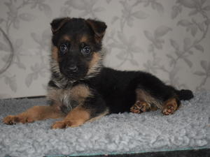 male puppy available 5 wks old here