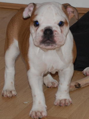 female available picture at 7 weeks