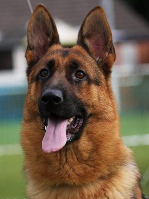 Brineack China Head study