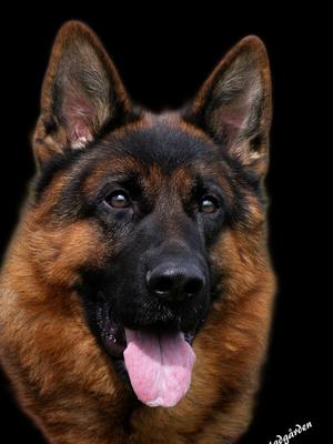 Milo av Rostadgarden