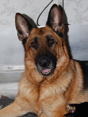 Brineack Amethist head shot