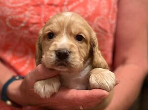 puppies from a previous litters