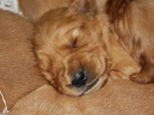 a previous litter