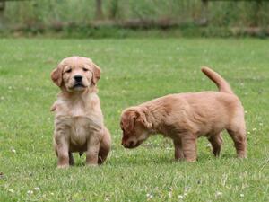 puppies from a previous litters