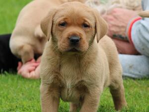 yellow Labrador puppy
