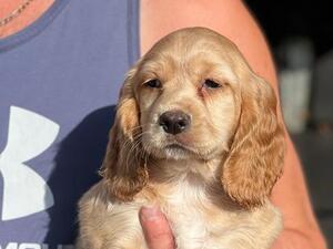 puppies from a previous litters