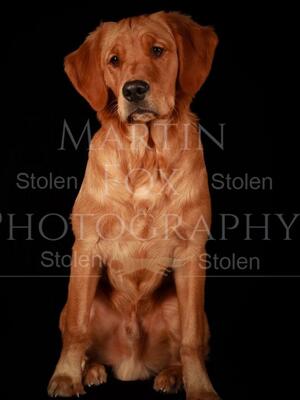 puppy from a previous litters