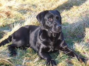 pedigree black labrador