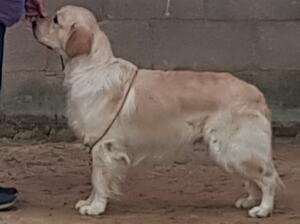 Gus about 10 months Best puppy in group1