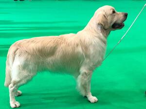Eccles Crufts 2020 15 Months