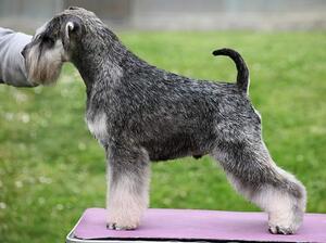 Corrado at 12 months old