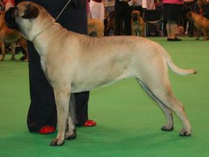 Winning Crufts 2012