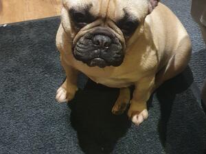 Doris