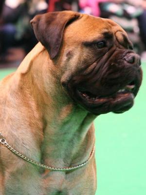 Fowlerheight Red River at Marchmanor Crufts winner