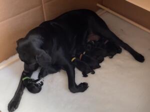 4 days early but lovely & strong pups