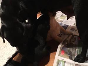 pups feeding