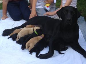 Feeding the brood