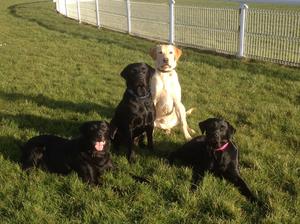 My beautiful labrador family