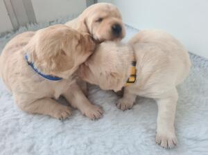 My beautiful boys with Teasel